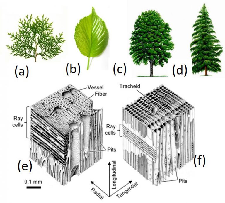 difference between softwood and hardwood cell structure